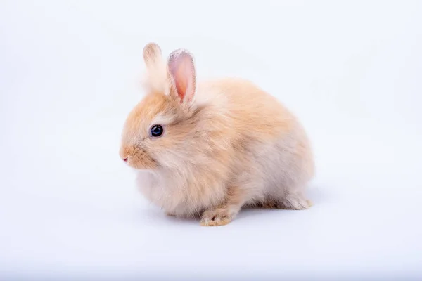 Liten Brun Kanin Hålla Sig Lugn Och Isolera Vit Bakgrund — Stockfoto