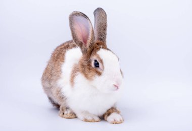 Kahverengi ve beyaz kulaklı tavşan beyaz arka planda sakin duygularla oturur..