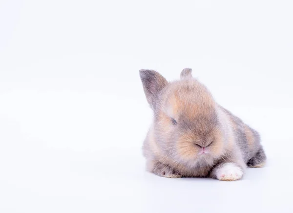 一只长着短耳朵的棕色小兔子宝宝躺在白色的地板和背景上 — 图库照片