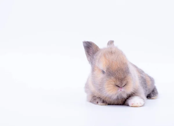 Klein Baby Bruin Konijntje Met Kort Oor Gaan Liggen Witte — Stockfoto