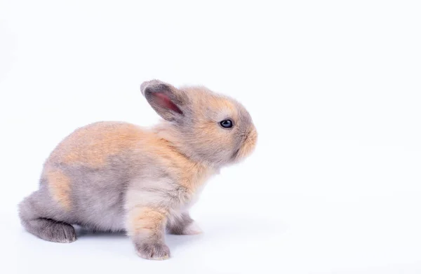 一只可爱的小兔子宝宝站在一边 朝白色背景的侧面看去 — 图库照片