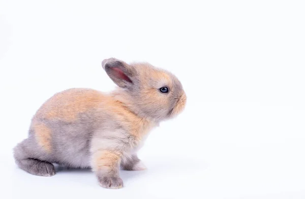 Petit Bébé Adorable Lapin Stand Regarder Sur Côté Direction Avec — Photo