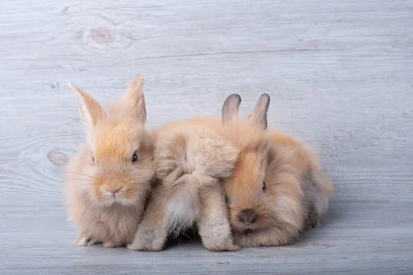 Zwei Kleine Braune Kaninchen Freuen Sich Mit Einer Show Nur — Stockfoto