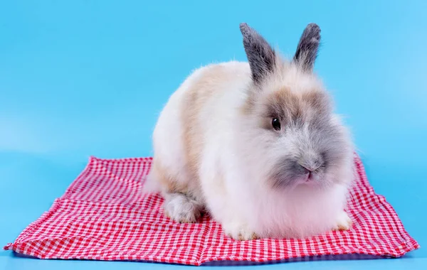 Braunes Weißes Und Schwarzes Haar Hase Kaninchen Bleiben Auf Rotem — Stockfoto