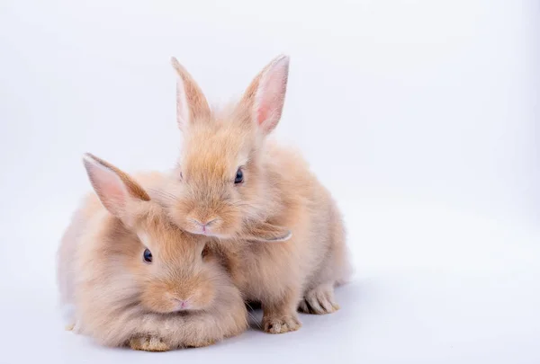 Два Маленьких Коричневый Кролик Длинными Ушами Взгляд Расслабиться Оставаться Изолированным — стоковое фото