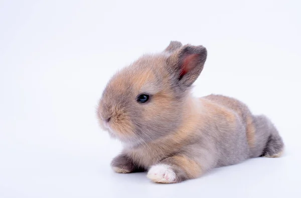 一只长着短耳朵的棕色小兔子宝宝躺在白色的地板和背景上 — 图库照片