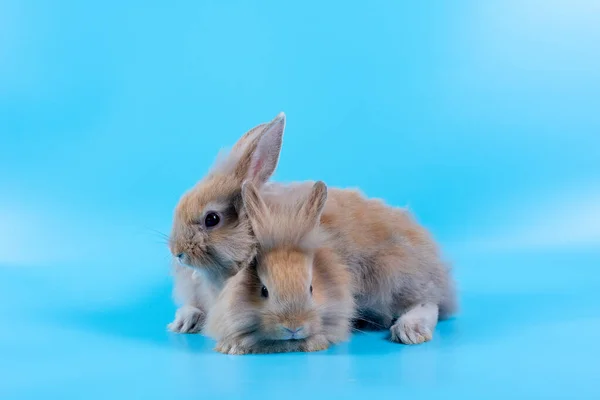 Два Маленьких Коричневых Кролика Остаются Рядом Синем Фоне — стоковое фото