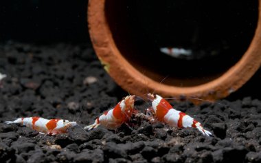 İki tane kırmızı arı cüce karides su toprağı üzerinde yiyecek bulmak için savaşıyor ve diğer karidesler de tatlı su akvaryumu tankına katılıyor..