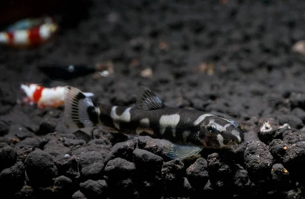 Tipo Pesce Mangiatore Alghe Cerca Cibo Suolo Acquatico Acquario Acqua — Foto Stock