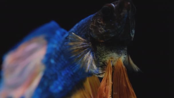 Закріплений Макро Постріл Голови Переднього Плавця Синього Сіамського Бою Бетта — стокове відео