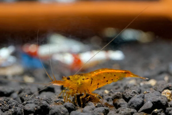 Orange Tiger Shrimp Look Food Aquatic Soil Tangerine Tiger Shrimp — Stock Photo, Image