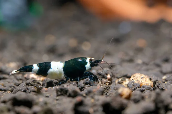 King Kong Panda Dwarf Shrimp Fresh Water Aquarium Tank Brown — Stock Photo, Image