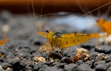 Turuncu kaplan karidesi suda yiyecek arıyor. Mandalina kaplan karidesi, Caridina serrata, giderek popülerleşen bir cüce karidestir. Neocaridina cüce karideslerinin çoğu gibi nispeten dayanıklıdır..