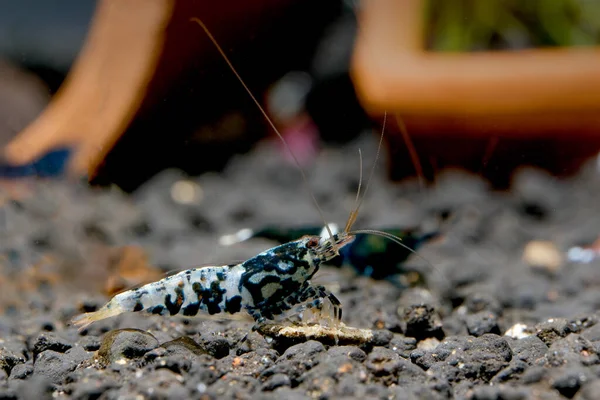 Black Galaxy Pinto Shrimp Look Food Aquatic Soil Decorative Dark — Stock Photo, Image