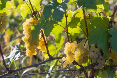 Üzüm sonbahar