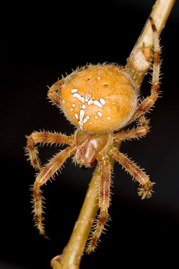 Avrupa Bahçe örümcek