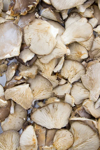 Frische rohe Pilze — Stockfoto