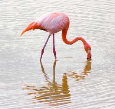 Göl güzel pembe flamingo 