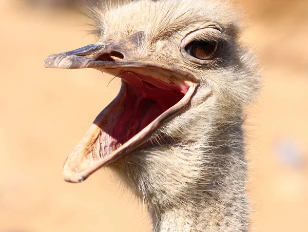 Hoofd van mooie struisvogel — Stockfoto