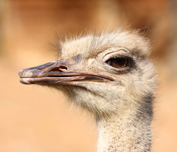 Hoofd van mooie struisvogel — Stockfoto