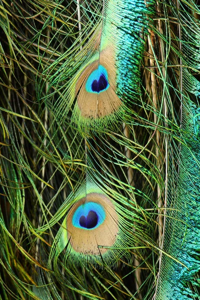 Beautiful peacock feathers — Stock Photo, Image