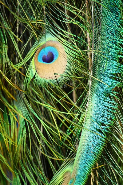 美しい孔雀の羽 — ストック写真
