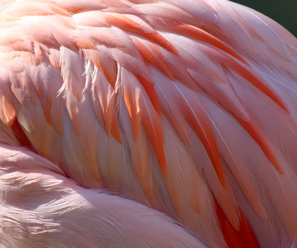 Перья розового фламинго — стоковое фото