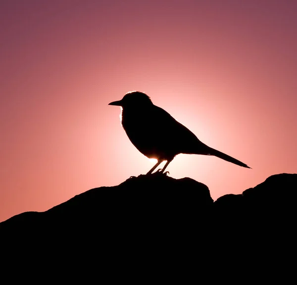 Silhouet van vogels op aarde — Stockfoto