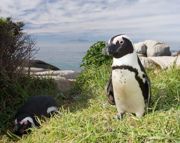 Little penguin birds on green grass — Stock Photo, Image