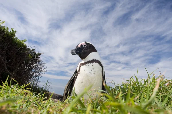 Little penguin bird on green grass — Stock Photo, Image