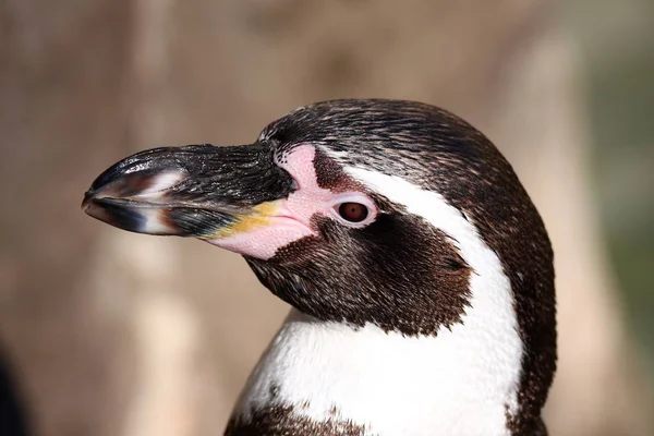 küçük penguen kuş başkanı