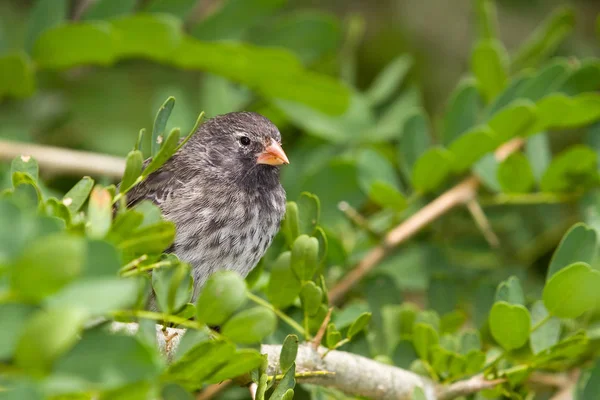 Grey finch sitting on tree branch — Stock Photo, Image