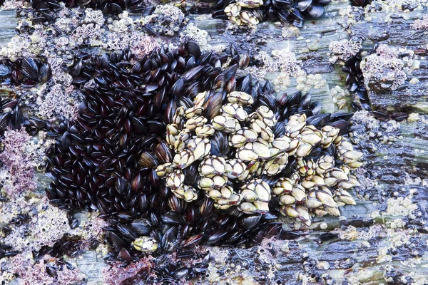 Vitkindad Gås Hals Vitkindad Gås Eller Blad Barnacle Pollicipes Pollicipes — Stockfoto