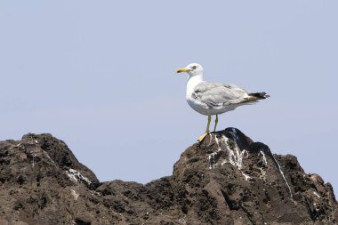 Avrupa ringa martı larus argentatus.
