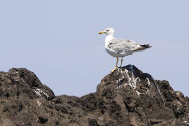 Avrupa ringa martı larus argentatus.