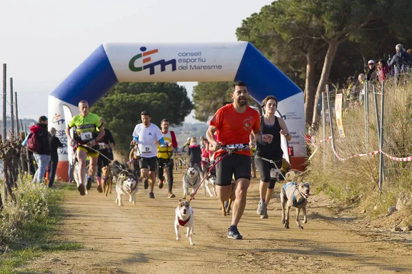 Personas Que Participan Carrera Canicross Entrevinyes Febrero 2020 Alella Barcelona —  Fotos de Stock