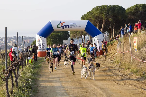 People Participating Canicross Entrevinyes Race February 2020 Alella Barcelona Spain — Stock Photo, Image