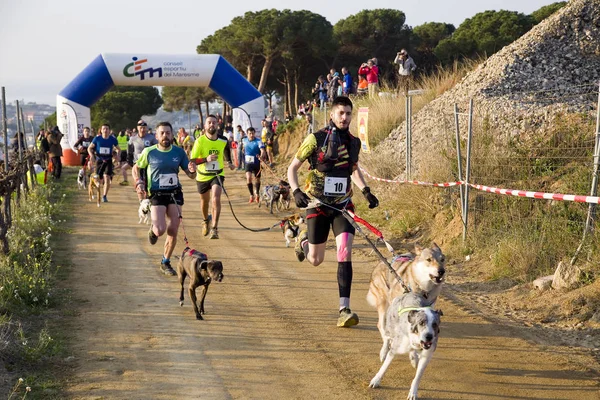 Personas Que Participan Carrera Canicross Entrevinyes Febrero 2020 Alella Barcelona —  Fotos de Stock