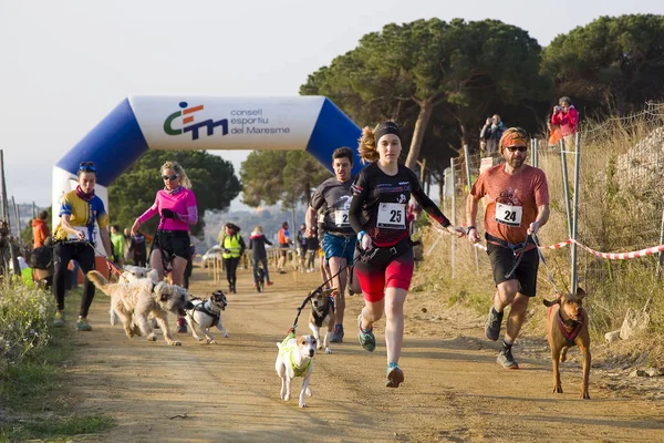 People Participating Canicross Entrevinyes Race February 2020 Alella Barcelona Spain — Stock Photo, Image