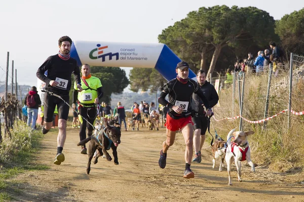 Osoby Biorące Udział Wyścigu Canicross Entrevinyes Lutego 2020 Alella Barcelona — Zdjęcie stockowe
