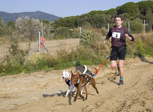 Personas Que Participan Carrera Canicross Entrevinyes Febrero 2020 Alella Barcelona —  Fotos de Stock