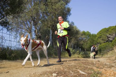 Canicross Entrevinyes yarışına katılan insanlar, 9 Şubat 2020 tarihinde, Alella, Barcelona, İspanya.