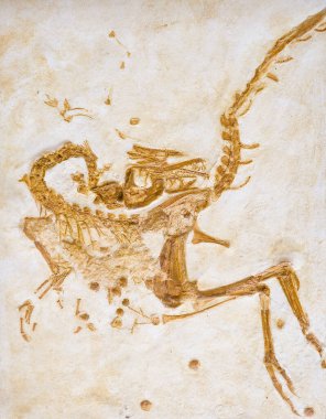 Compsognathus corrallestris veya Compsognatus longipes, Jurassic.