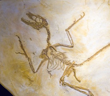 Mikroraptor gui fosili, Erken Kretase.