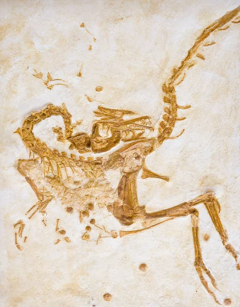 Compsognathus Corrallestris Lub Compsognatus Longipes Jurajski — Zdjęcie stockowe