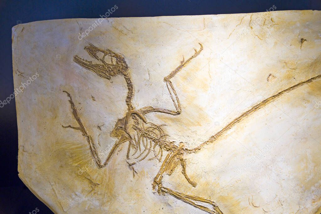 Microraptor gui fossil, Early Cretaceous.