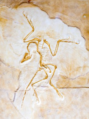 Arkeopteriks litografi, Yukarı Jurasik, Solnhofen, Almanya.