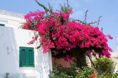 Bougainvillea çiçekleri, dikenli bir asma cinsi, İtalya.