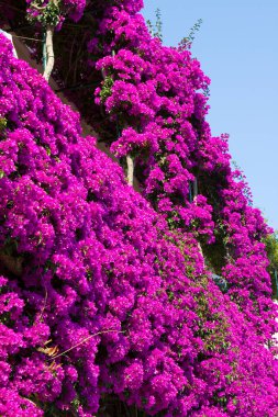 Bougainvillea çiçekleri, dikenli bir asma cinsi, İtalya.