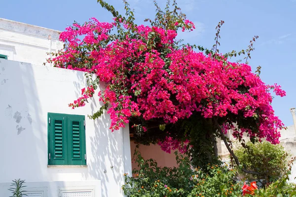 Bougainvillea Flowers Género Videiras Ornamentais Espinhosas Itália — Fotografia de Stock